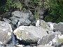15.56- Gorfous du Fiordland a Milford Sound
